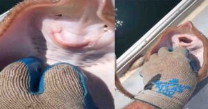 mantaraya2